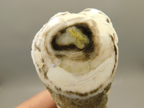Petrified wood polished limb - wood,