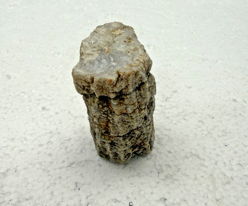 Petrified wood branch - petrified, limb